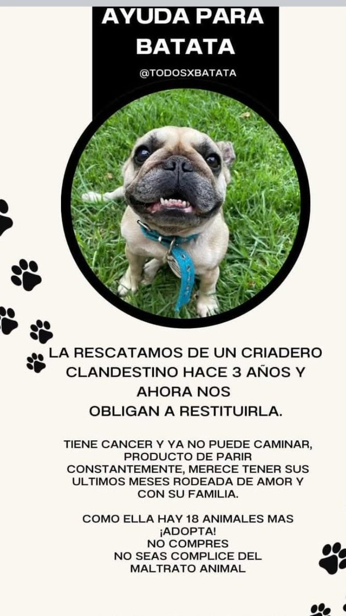 CASO BATATA. RESCATADA de la explotacion de un Criadero 3 años, la familia q la adoptó  la curo de un cáncer. Tenía el útero reventado de parir. Vivía en una jaula y ahora  la jueza les obliga a devolverla a sus torturadores. Nadie sabe el juzgado. Hay 18 q les pasara lo mismo