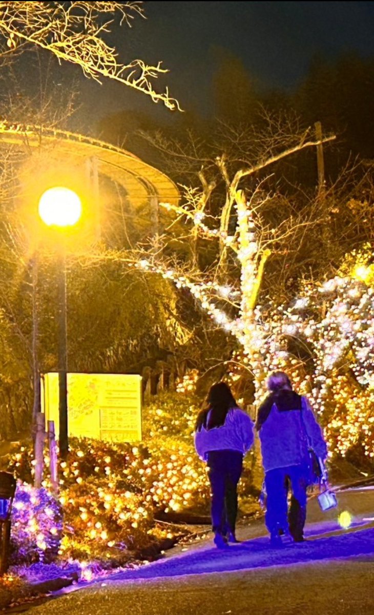 SakuraRei_h's tweet image. ひらパーのイルミ✨