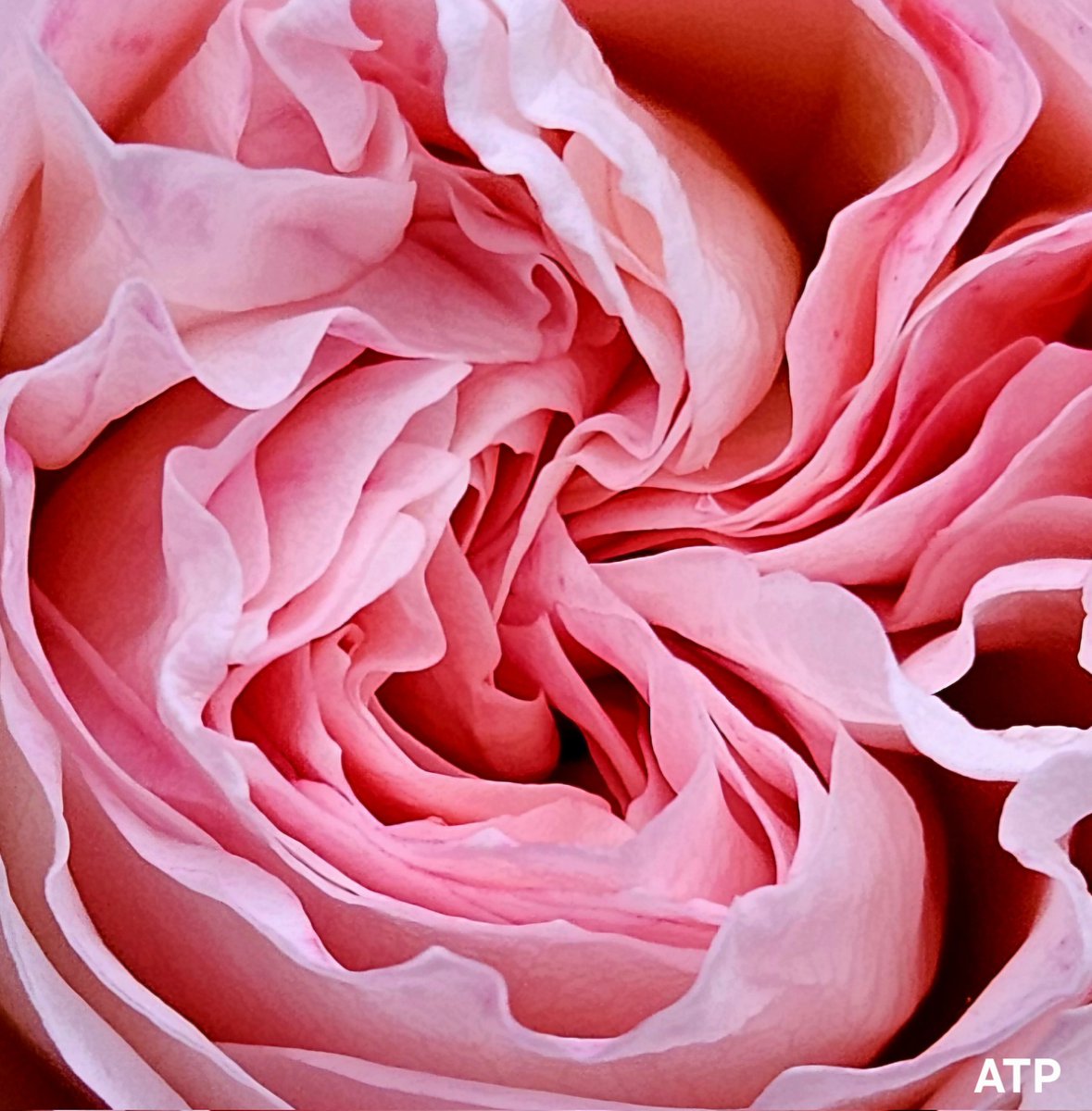 A l'instant T ...
Cœur d'une #Rose
du #JardinDesRosiers 
Joseph-Migneret 
#ParisCentre