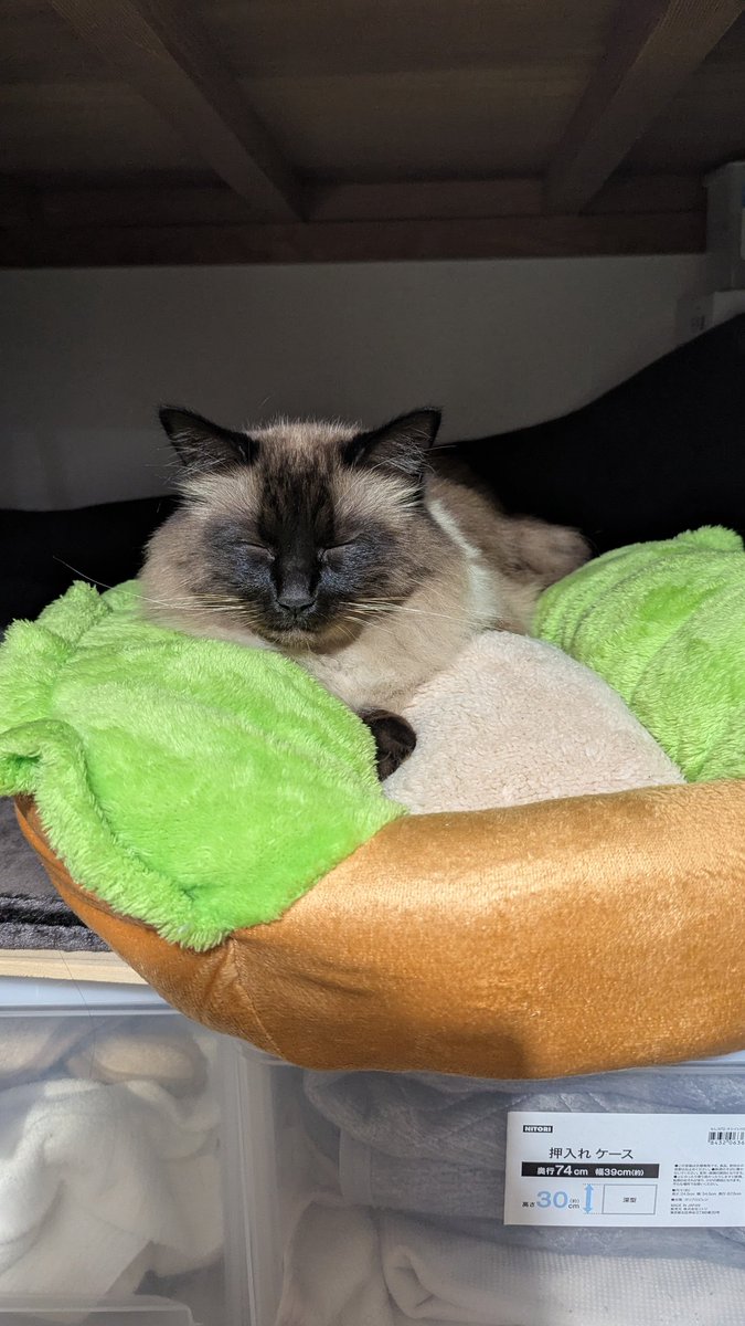 キャットドック😊