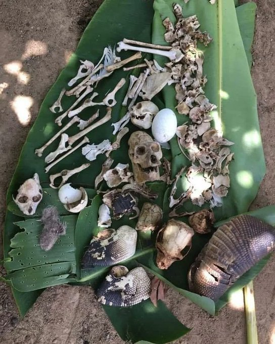 Alex_Inspira's tweet photo. El lado BRUTAL de la MADRE NATURALEZA al descubierto😱

Un hilo NO apto para sensibles. ⚠️🧵

1-Encontrado en el nido de un águila arpía. https://t.co/ffcdIYzljm