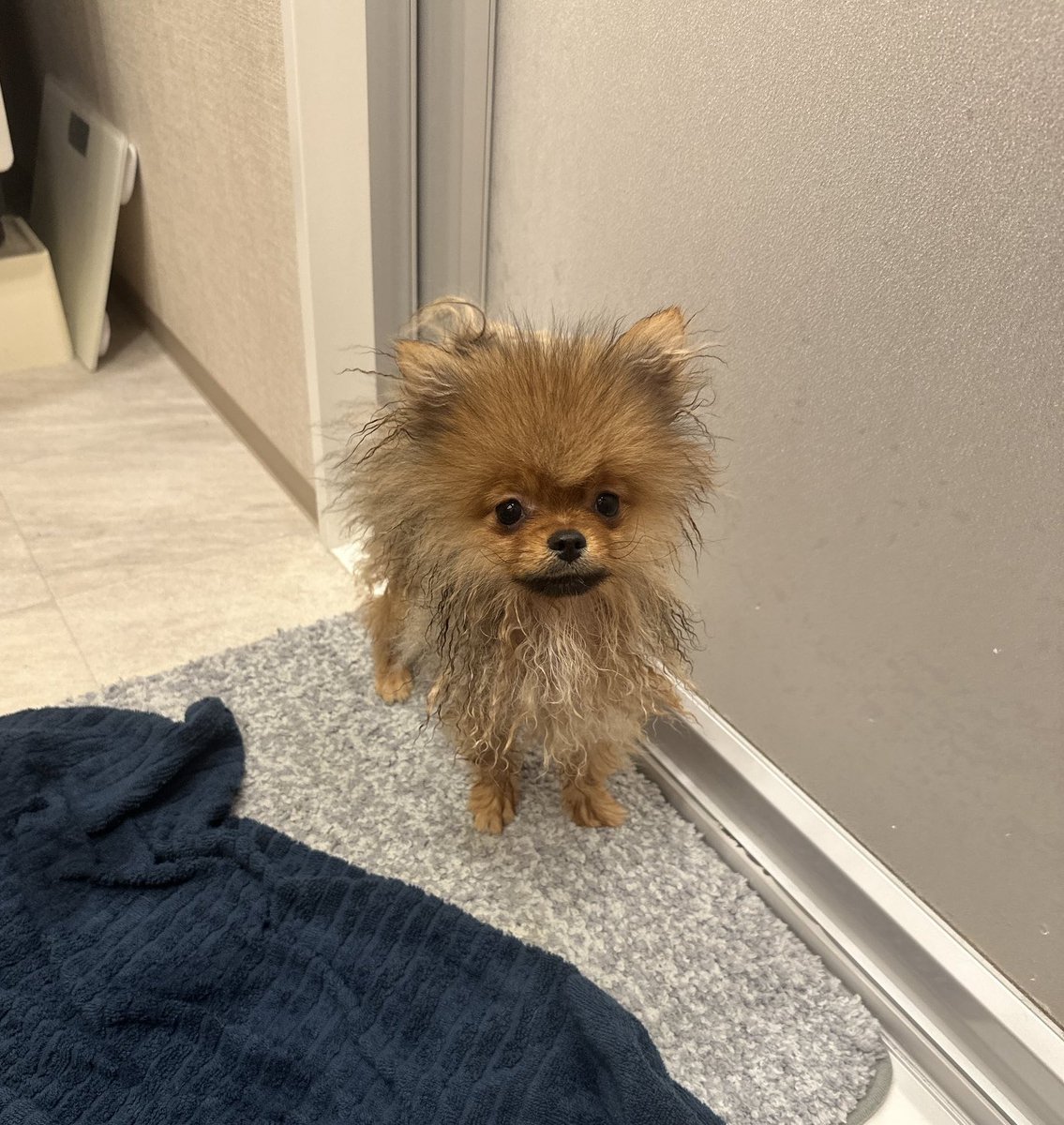 mirumo__pon's tweet photo. 二足歩行の虚無ラニアンが
半年後可愛いミミズクに育つとは…🦉 https://t.co/qfsUPVZFAJ