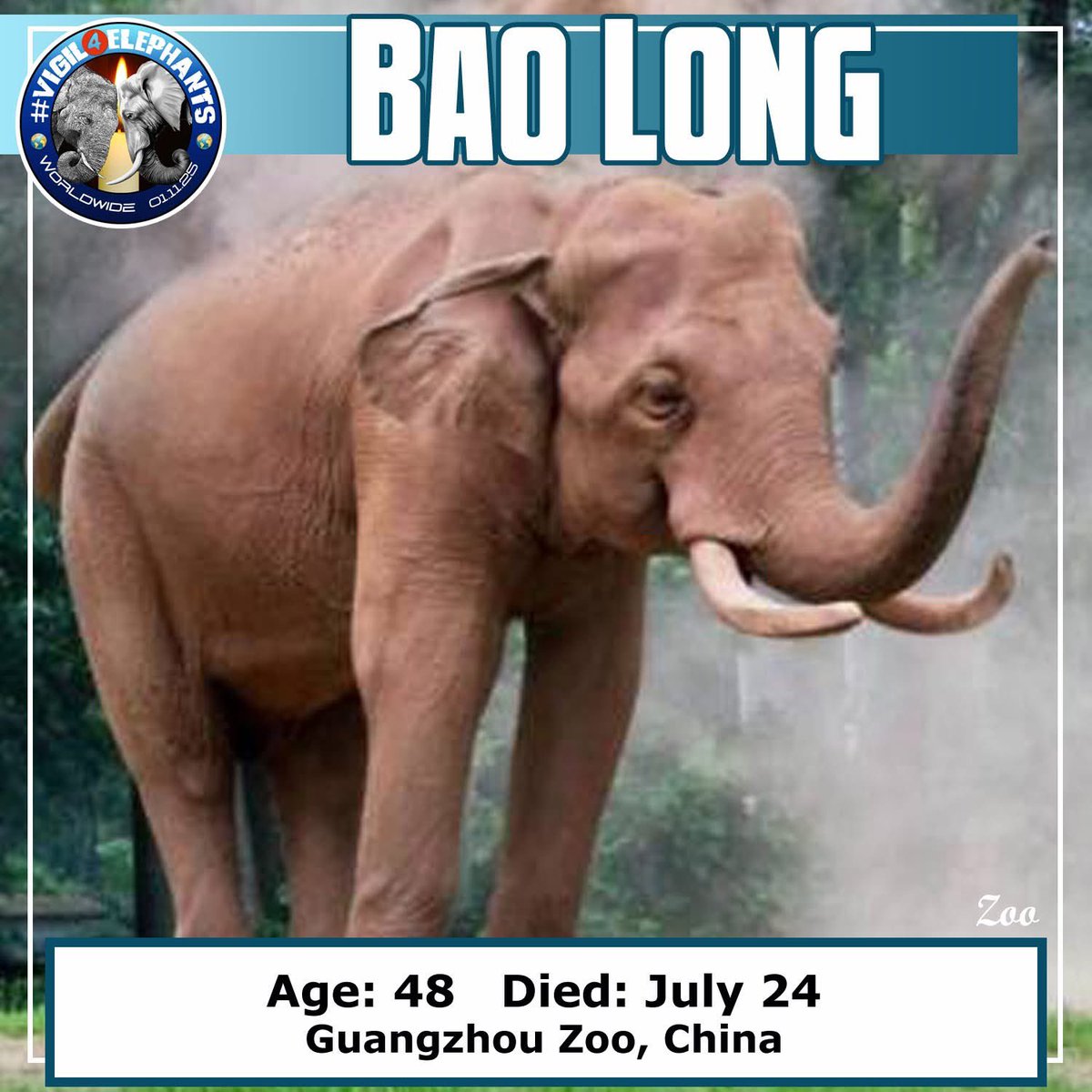Vigil4Elephants's tweet photo. Bao Long was born in the same zoo in China where he died nearly 5 decades later.  His parents, mother Yi Long and father Ba Bao both died on September 9, 1983, by falling into the zoo's moat.  These two deaths made Bao Long an orphan at just 7 years old.

Bao Long was popular at https://t.co/T0HcsBesRG