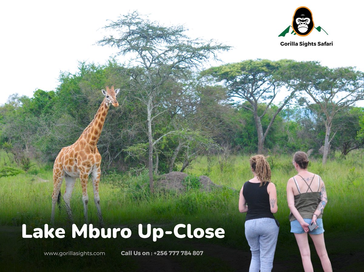gorillasights's tweet photo. Get WILDLY close to nature's wonders at Lake Mburo National Park! 🦒 From graceful giraffes to playful monkeys, experience the incredible diversity of wildlife up-close. Book your unforgettable adventure with Gorilla Sights Safaris today! 📞 Call: +256-777-784-807 | #LakeMburo https://t.co/kxxB8aoWAK