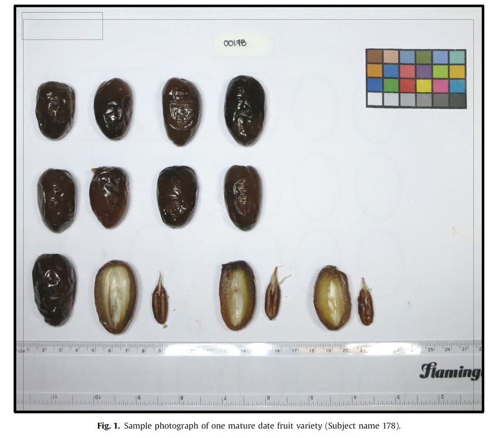 Karsten Suhre (@ksuhre) on Twitter photo For those still active on Twitter ... I posted a compendium of our papers on date palm research on <a href="/bluesky/">bluesky</a>; all work done by <a href="/WCMQatar/">WeillCornellQatar</a> <a href="/WeillCornell/">Weill Cornell Medicine</a> and supported by <a href="/QF/">Qatar Foundation</a> and led by <a href="/desertGenomics/">Joel Malek</a>
bsky.app/profile/ksuhre… For those still active on Twitter ... I posted a compendium of our papers on date palm research on <a href="/bluesky/">bluesky</a>; all work done by <a href="/WCMQatar/">WeillCornellQatar</a> <a href="/WeillCornell/">Weill Cornell Medicine</a> and supported by <a href="/QF/">Qatar Foundation</a> and led by <a href="/desertGenomics/">Joel Malek</a>
bsky.app/profile/ksuhre…