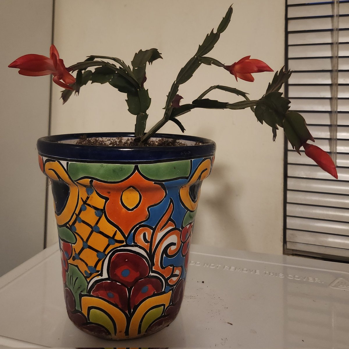 Monique87059's tweet photo. #Christmascactus https://t.co/9wnXCyXOhg