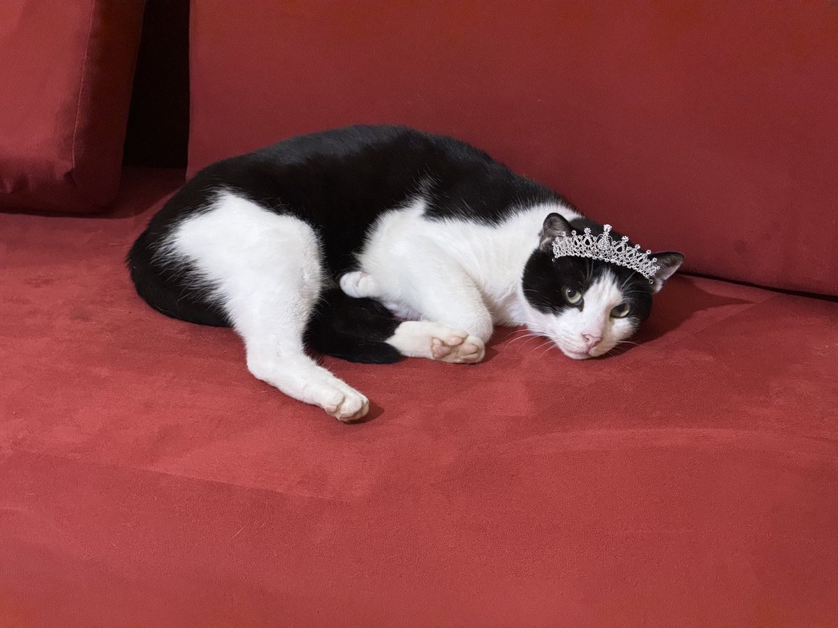 moryagorya's tweet photo. ❗️Белград

Ищем хозяев для кошки-принцессы! 🐈‍⬛

Ласковая, игривая, любопытная. Любит людей и обожает гладиться. Мебель не дерет, не царапается и не кусается. Приучена к лотку, ест сухой и влажный корма. Сейчас живет на передержке. 

Подробности в треде ⬇️ https://t.co/SscOtvsEQ6