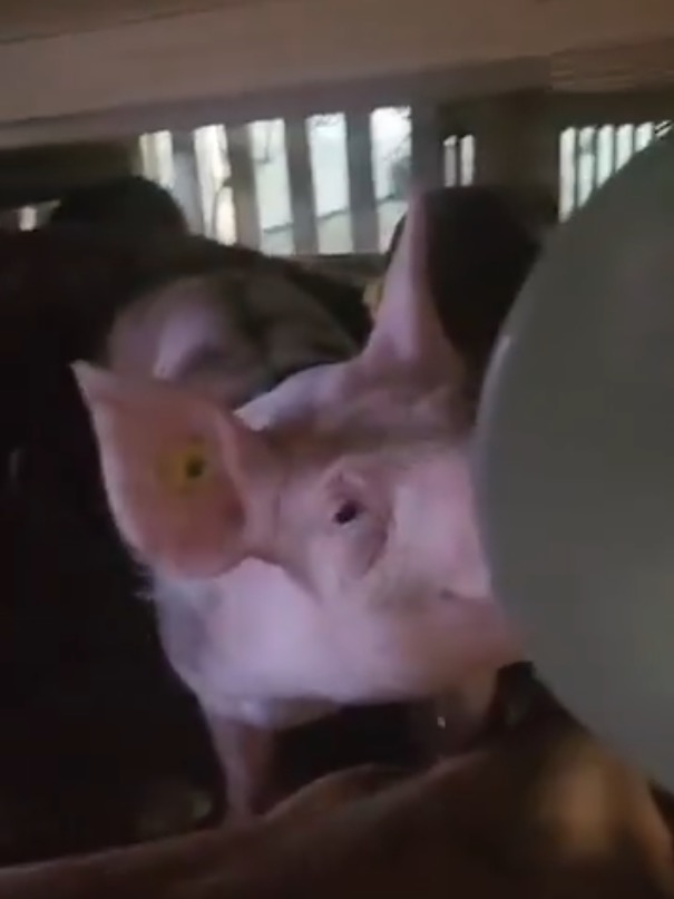 airlivenet's tweet photo. We've added audio record when pilots of KLM #KL685 contacted ATC to divert to Bermuda 'lack of oxygen due to smelly pigs in the cargo hold' https://t.co/qniR2eRfV2 https://t.co/vUE7Lz3PST
