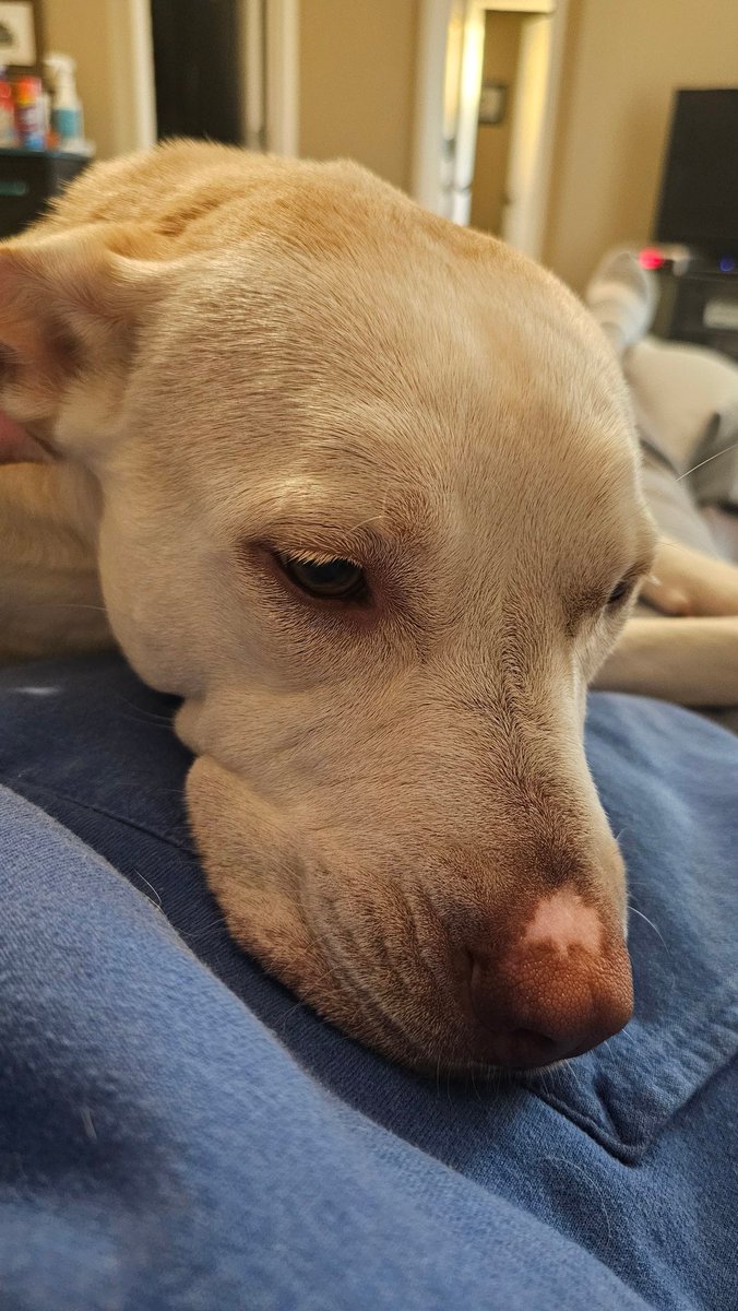 drnik46's tweet image. Ruby took the roll to hold me in place this morning. #rubyroo #Rhubarb