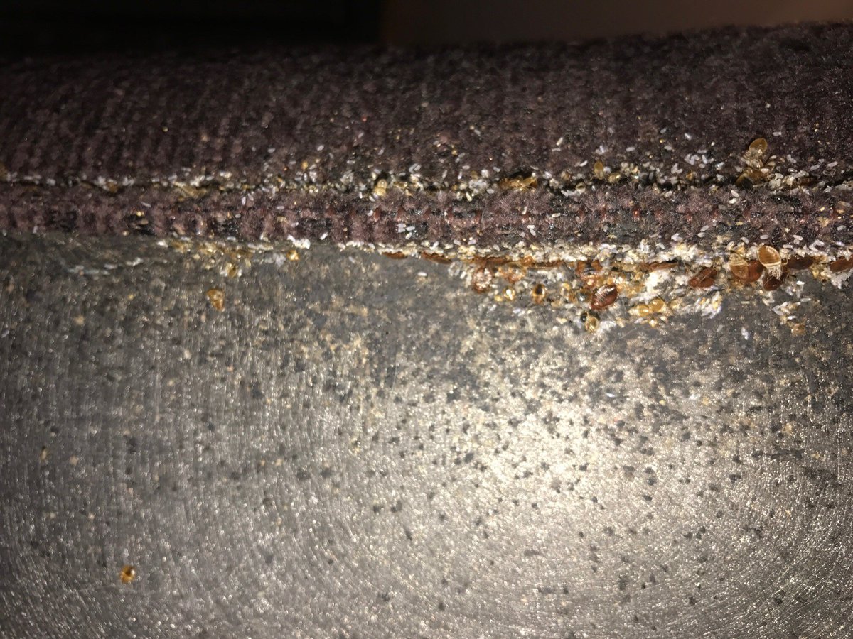 csi_pest's tweet image. Bed bugs invading furniture? 🛋️ PMPs, equip yourself with the tools and strategies to handle these challenging infestations. Explore our blog for key insights:  #BedBugs #PestControlProfessionals #CSIInsights
Get them here: 👇
hubs.la/Q02-YS7-0