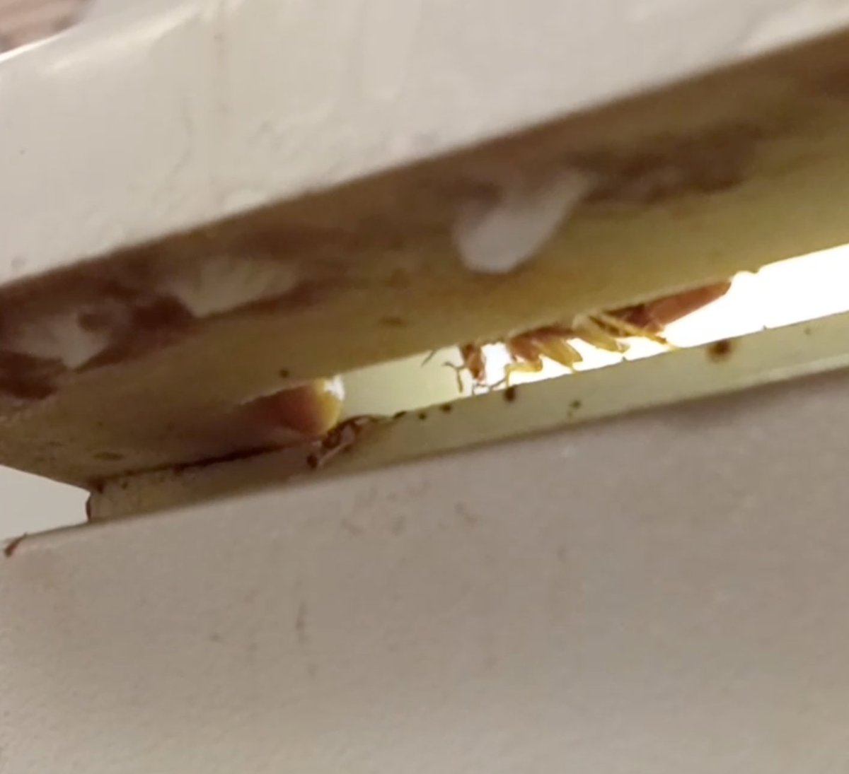 877DEADBUG's tweet image. #TuesdayTip Pests can get inside your home through the tiniest of spaces. Keep your eyes peeled 👀 and if you anything, call 877-DEAD-BUG!
.
.
.
#pestcontrol #877deadbug #gfr