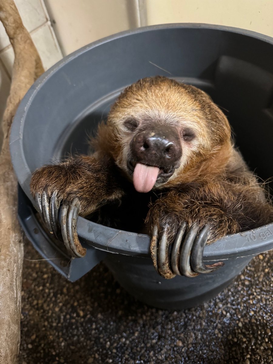 CincinnatiZoo's tweet photo. Happy #TongueOutTuesday from Moe the sloth! https://t.co/yLYbocwthh