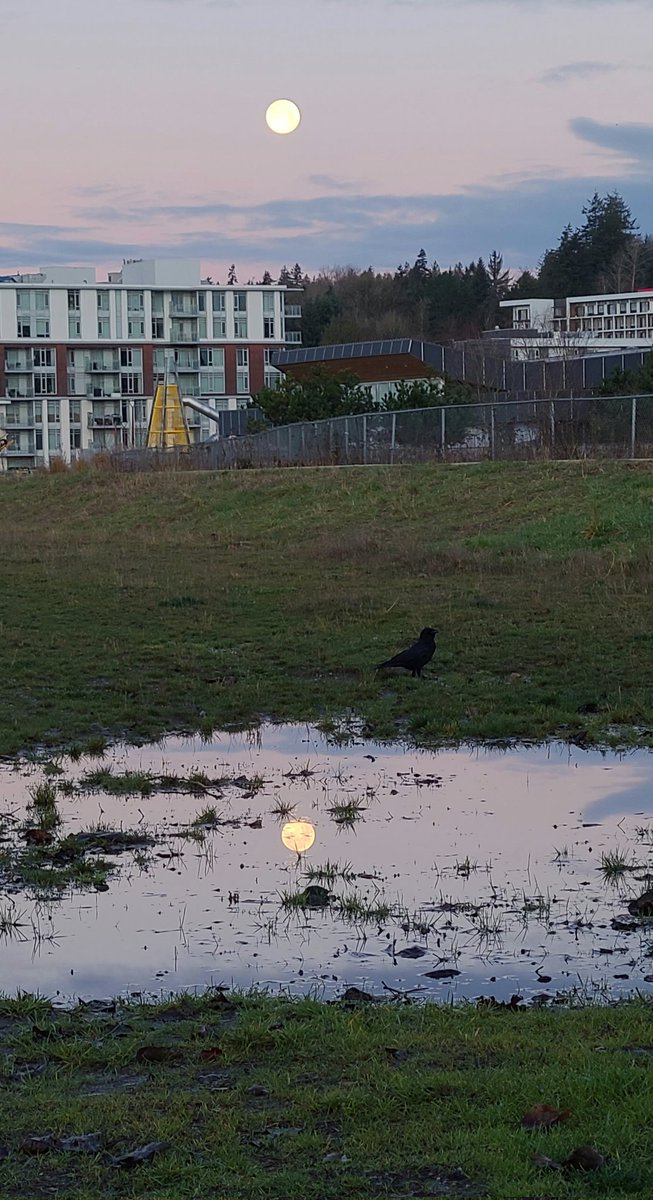howyougo's tweet photo. Good morning but Sunday sunrise was beautiful! Full Cold Moon, King Tide along the Fraser River!
#sunrise #GoodMorning #Sunday #bcstormwatch #fullcoldmoon #Vancouver #StormHour #moon #FraserRiver #hightide #crow #pinkclouds #kingtide #autumn #Westcoast #ShareYourWeather https://t.co/HJoWdWwU3s