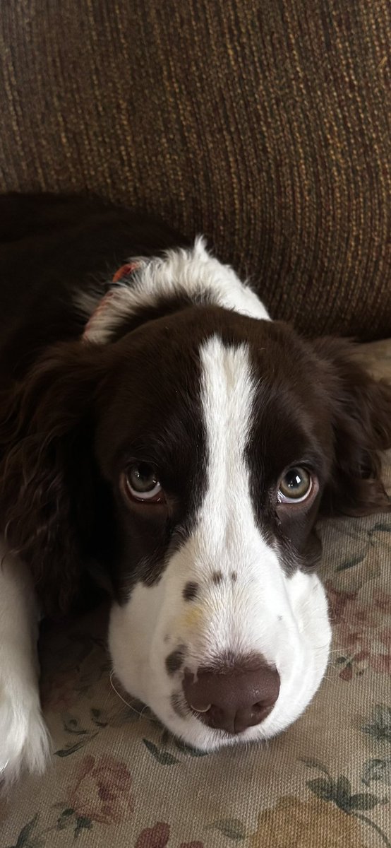 springermaine 🌎🌍🌏🇺🇸🇺🇦 tweet media