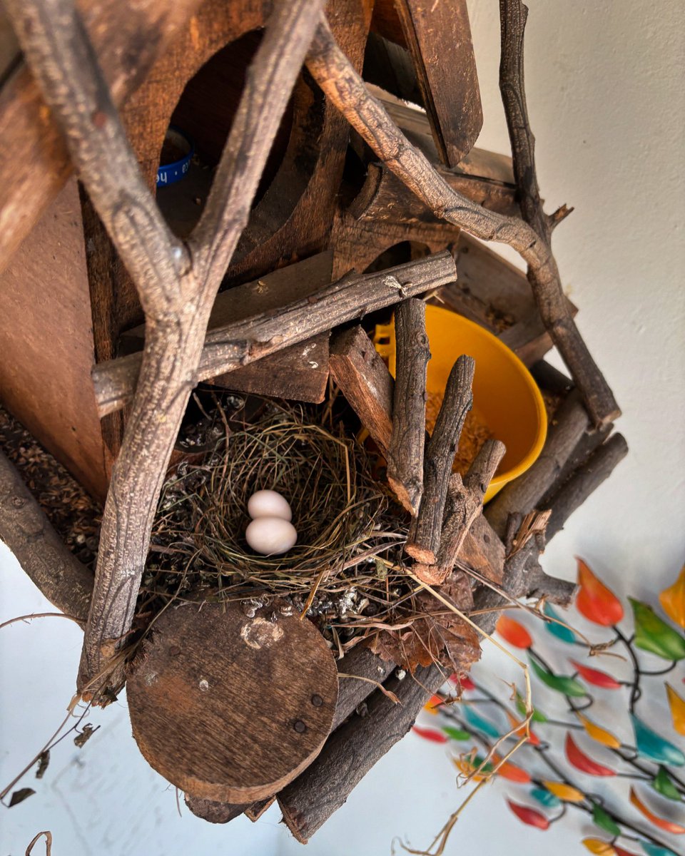 profejhonjairo's tweet photo. Un hogar lleno de vida ✨

En mi terraza, esta pequeña casita de madera para pájaros se convirtió en un refugio perfecto. La naturaleza, siempre sabia, encontró aquí el espacio ideal para anidar y recordarnos la magia de los nuevos comienzos. https://t.co/o8FSRiglog