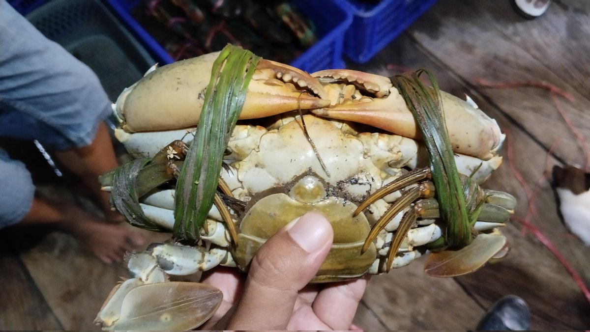 arhas_hakim's tweet photo. Senin, 16/12/24, Arif Hakim Saadi, Luhkan Kotabaru, melaporkan hasil tangkapan Kepiting Bakau dengan Bubu kepiting, oleh pelaku utama an. Sarkawi desa Pantai Baru dgn hasil tangkapan sbnyk 7 kg, harga Rp. 120.000/kg. #GiatluhkansatminkalBWI #kotabaru #luhlapor https://t.co/o7TcX7c6xP