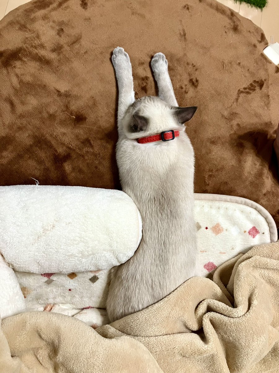 berunya's tweet photo. （遊び）疲れた〜🐱
#仔猫 #保護猫 #猫かわいいね 
#保護猫と暮らす https://t.co/eD0NMNxe99