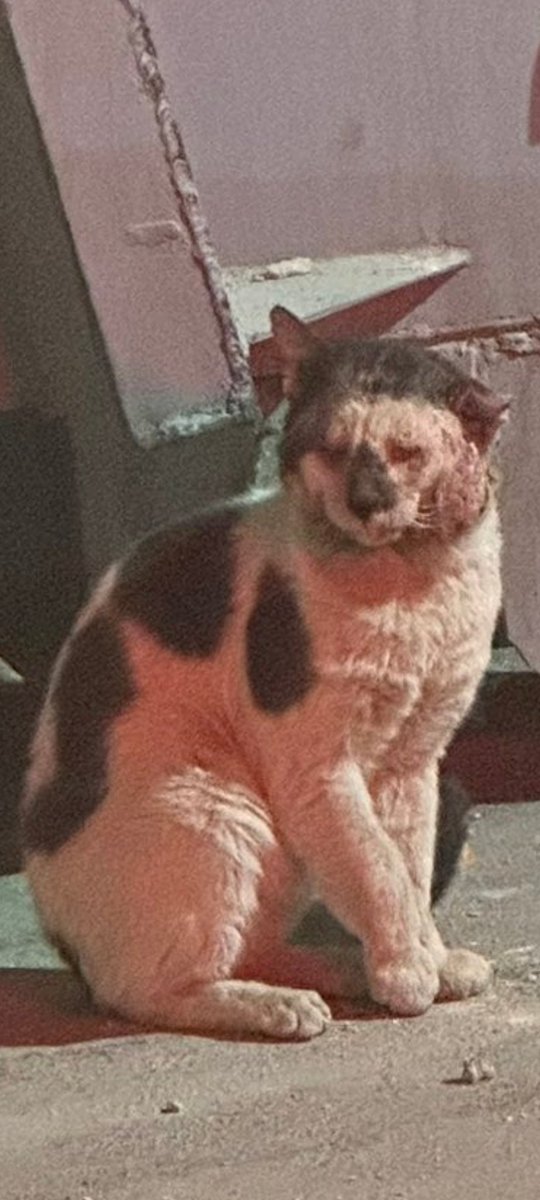 #قطط #الرياض #انقاذ #عاجل قط حالته حرجه جدا وجهه منتهي ارجوكم عند صالون لبنى حي المنار مدينة الرياض كف يده مبتورة وعيونه منتهية اتوقع منفقع بوجهه شي يحزن يحزن 💔
رقم التواصل واتس اب 
0594231432