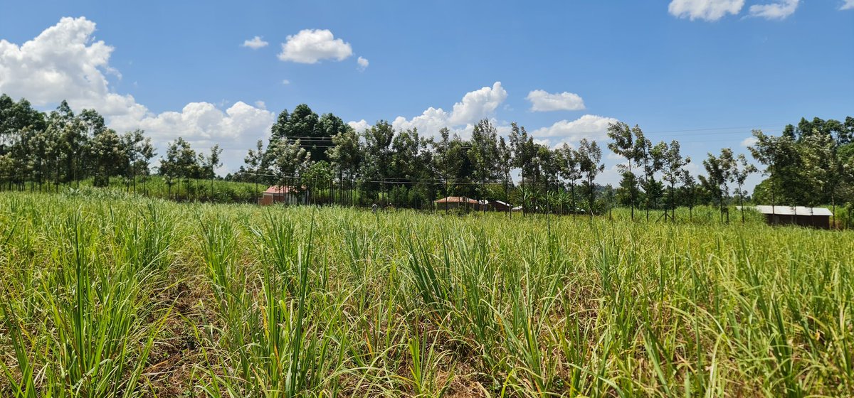 Cathy Cole Ltd tweet media