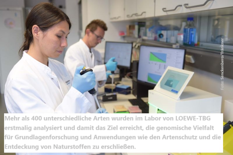 ProLOEWE's tweet image. Erfolgsmeldung📯zum Jahresende: Nach Ende der Förderung für @LOEWE_TBG wird die #Biodiversitätsgenomik 2025 von @Senckenberg fortgeführt. 7 Jahre, 576 Publikationen & große Fortschritte für #Artenvielfalt & #Klimaschutz – Forschung für globale Lösungen geht weiter!🌍#Genomics