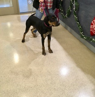 These and 7 other animals are STRAYS turned into the PWC Animal Services Center between 12/13/2024 - 12/16/2024. We post photos of stray animals brought to the Center a couple of times each week to help owners find their missing pets. If you believe your pet is at the Center,