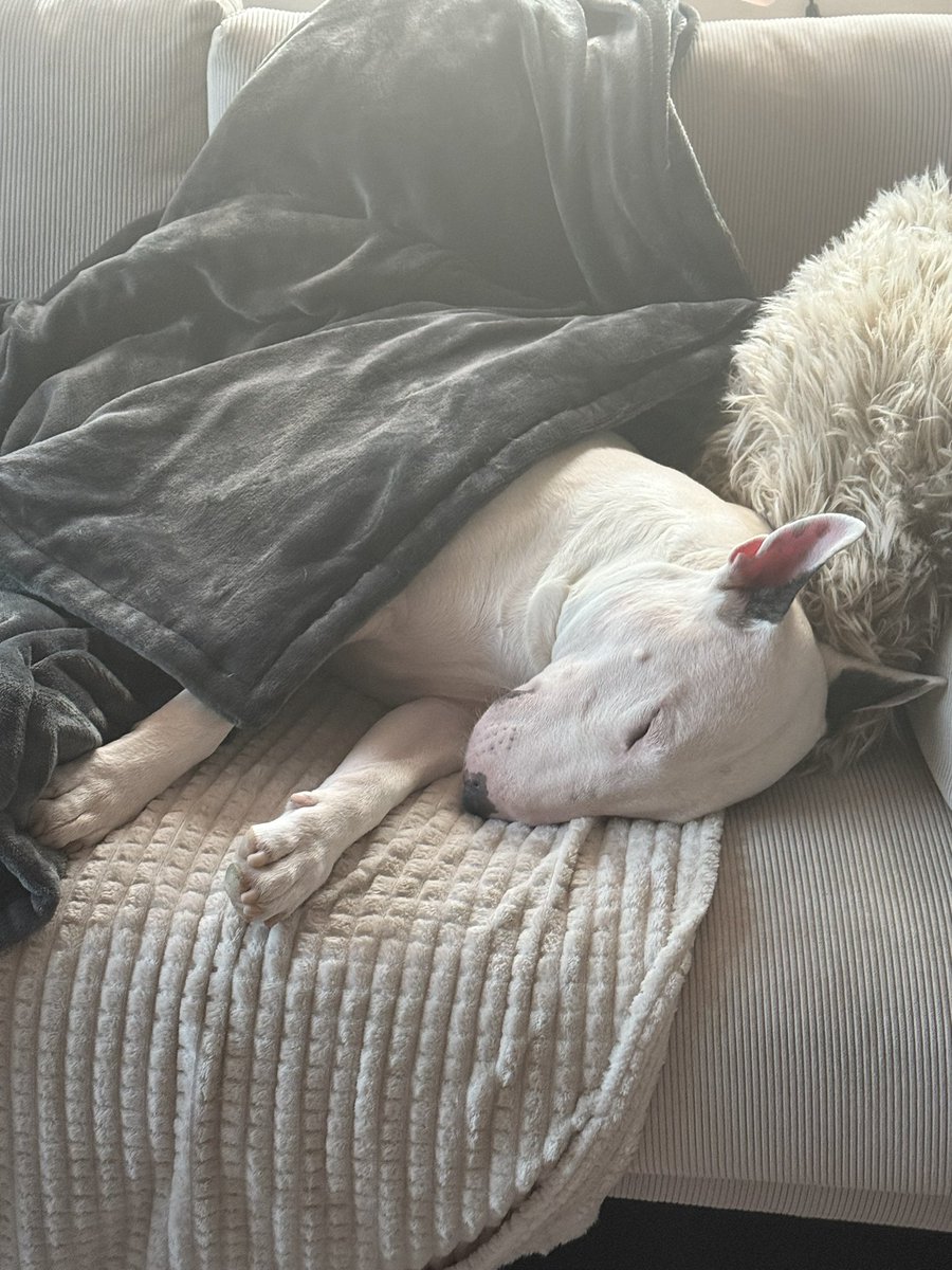 When the humans work hard before Christmas….Others just take it chill during the storm of chaos under the heating blanket🫶