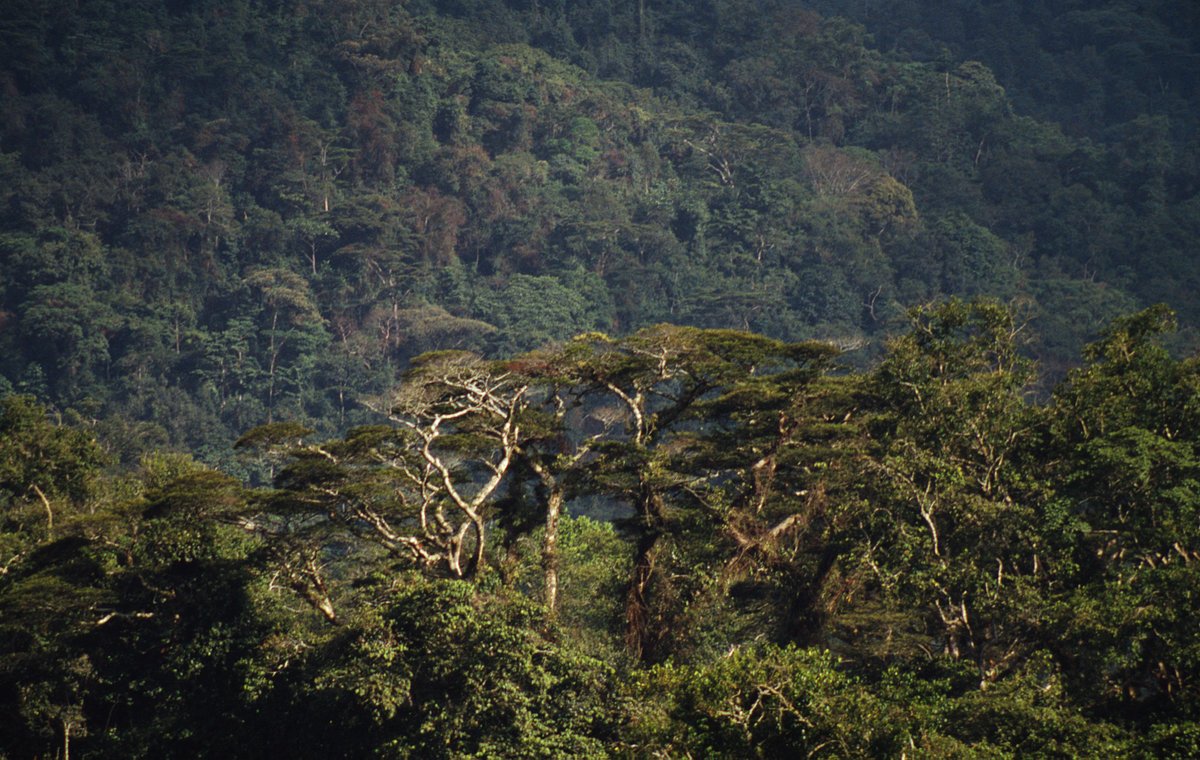 1TrillionTrees's tweet photo. Forests are a strong ally in the fight against #climate change, home to rich biodiversity & livelihoods for 1000s.
Our latest #ReForestFund report shows how we’re working with local people to restore #forests in critical landscapes.
Read more 👉https://t.co/8fGv4ZQIQ8
📷@WWF https://t.co/Gzt0equuZE
