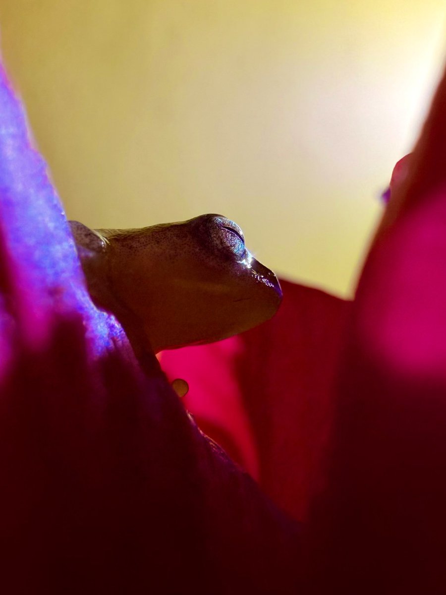 RashidBin3's tweet image. #shotoniphone #editedonphotosapp #shotandeditedoniphone #iPhone16ProMax