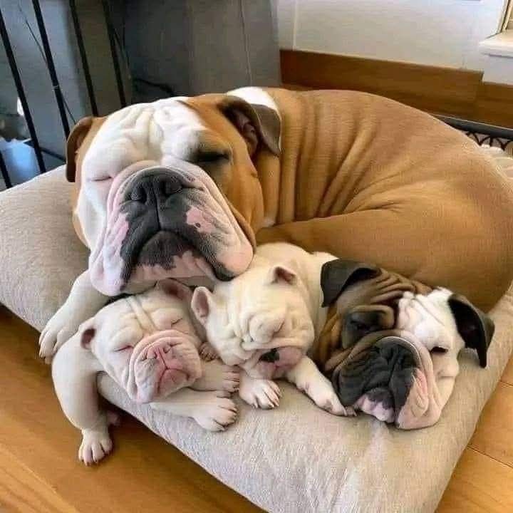 bulldog_club1's tweet photo. A Great photography 🥰🥰 https://t.co/77MIl5clfK