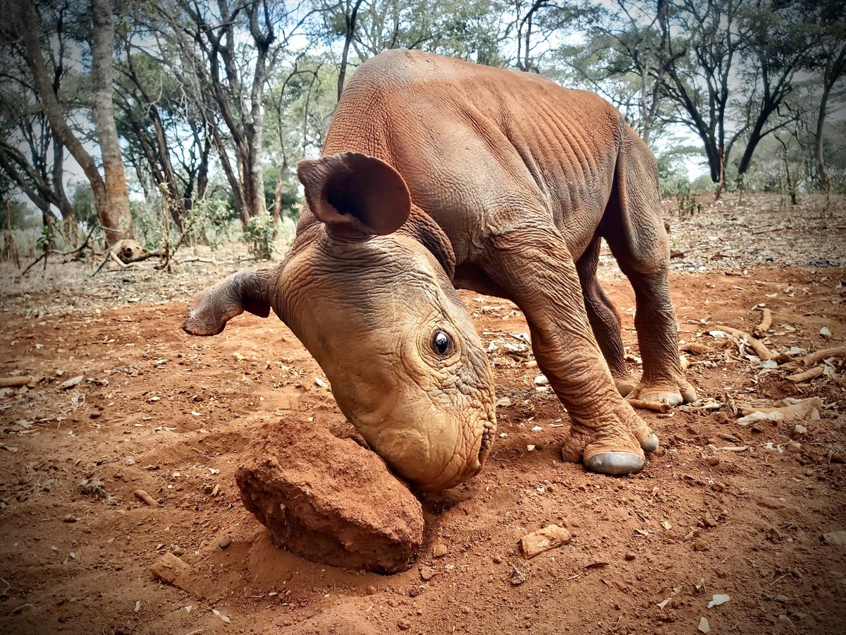 🌍 Did you know that the African black rhino is one of the most endangered species on the planet? With fewer than 5,500 individuals left, these majestic creatures are fighting for survival! 🦏💔

Once roaming across much of Africa, their numbers have plummeted due to poaching and