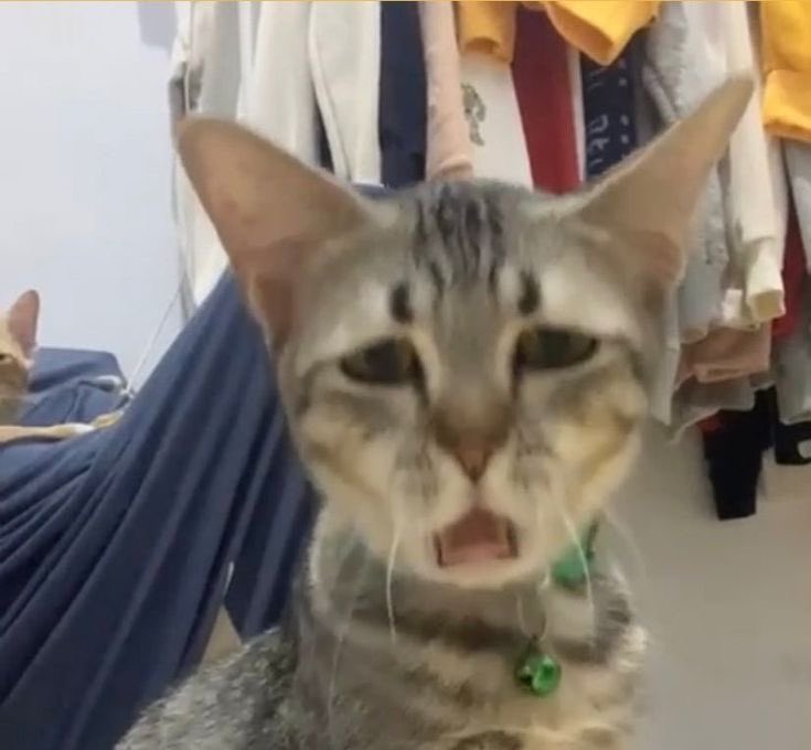 belajardulu6's tweet image. Anak snbt yg cape-cape belajar eyd v :