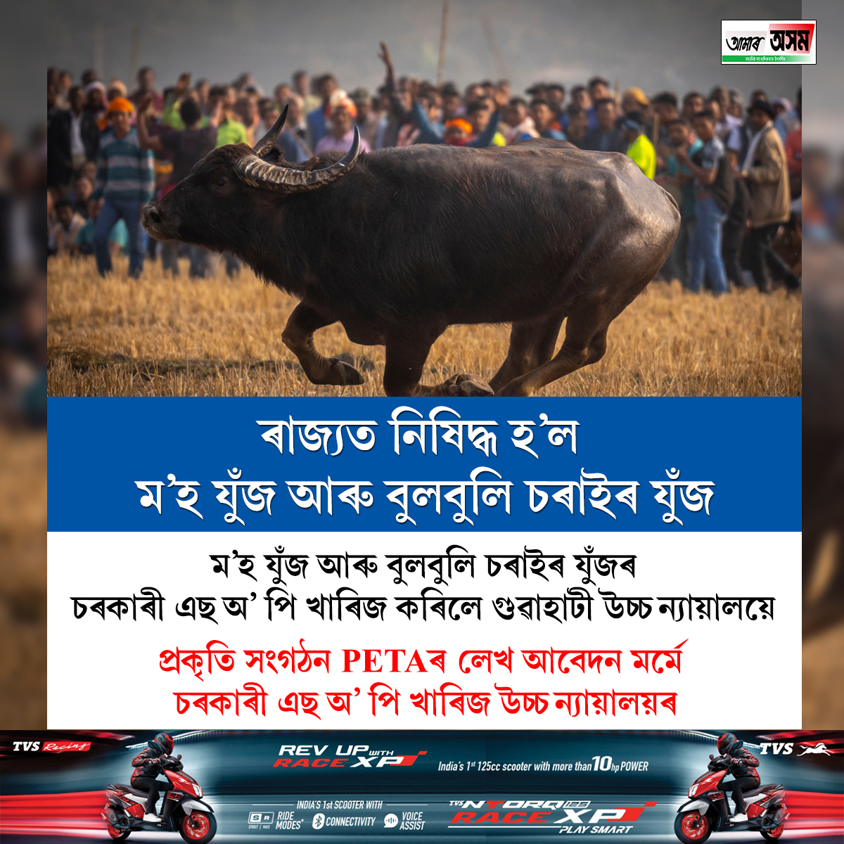 aamar_asom's tweet photo. 🔷ৰাজ্যত নিষিদ্ধ হ'ল ম'হ যুঁজ আৰু বুলবুলি চৰাইৰ যুঁজ৷
🔷ম’হ যুঁজ আৰু বুলবুলি চৰাইৰ যুঁজৰ চৰকাৰী এছ অ' পি খাৰিজ কৰিলে গুৱাহাটী উচ্চ ন্যায়ালয়ে৷
🔷প্ৰকৃতি সংগঠন PETAৰ লেখ আবেদন মৰ্মে চৰকাৰী এছ অ' পি খাৰিজ উচ্চ ন্যায়ালয়ৰ৷ https://t.co/rkohmub0it