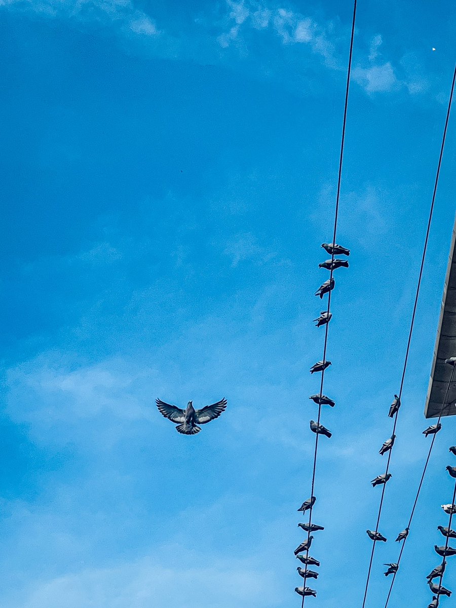 VishwasaiG's tweet image. In The Dark Days of Your Life,You Will Need The Wings of Hope to Continue Flying ~❤️✨
#Sky #Pegion #photooftheday