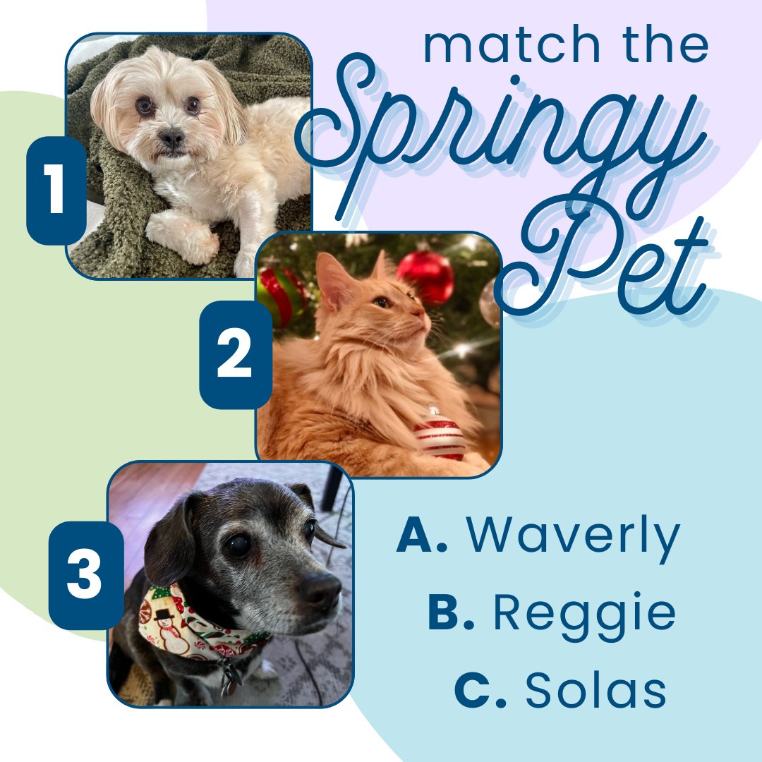 springshare's tweet photo. These Springy pets are in the cozy holiday spirit this #SpringyTuesday! Our challenge for you: Can you match each pet with their name? https://t.co/b600FYvHJl