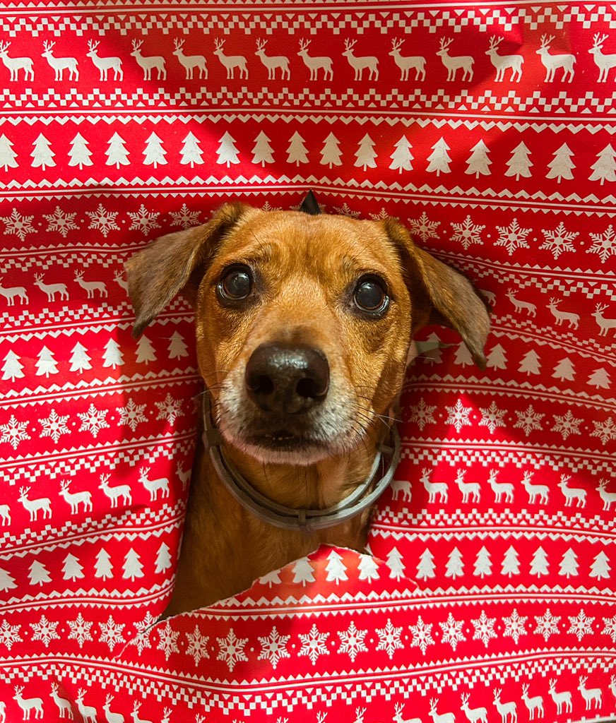 hey_missv's tweet photo. Everyone should see these photos of my sweet dog 🐾🎁 https://t.co/icpcKhR5Bd