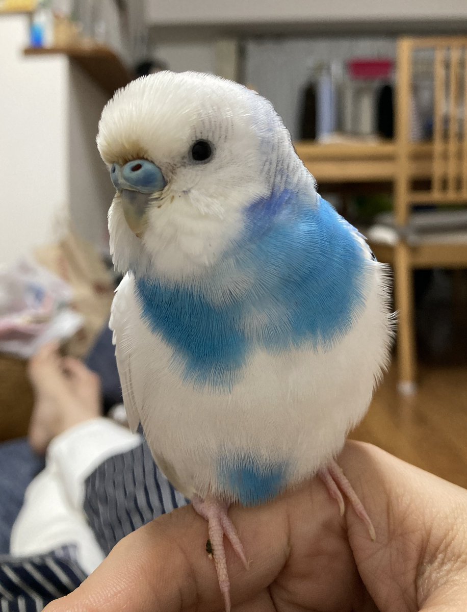 ihccas's tweet photo. "おと"です。
宜しくお願いします🐥

#あっちこっち小鳥展 https://t.co/kIrbBal4lE