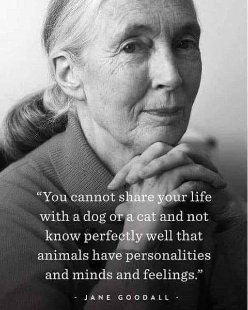 So very true …
And why we must end the biggest abuse of animals on our planet - the #factoryfarming of voiceless sentient creatures!

Thank you for your continued support, together we WILL end it! 🙏