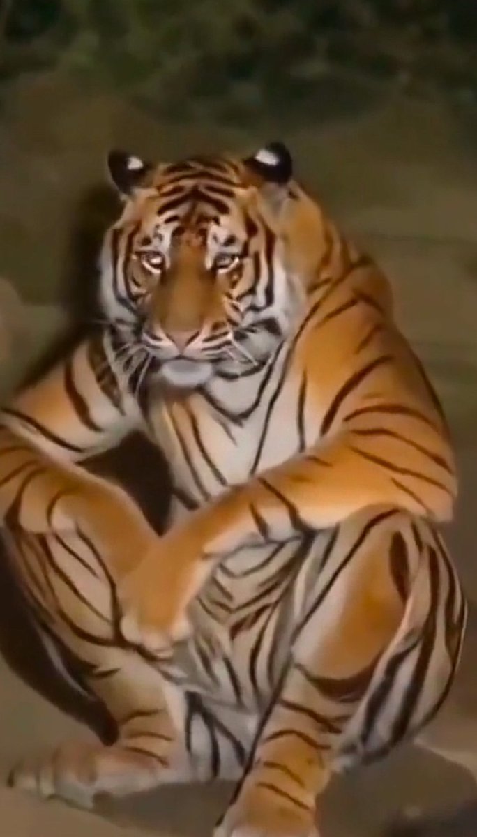 Hidup kene semangat

the tiger in me : bila nak pencen ni