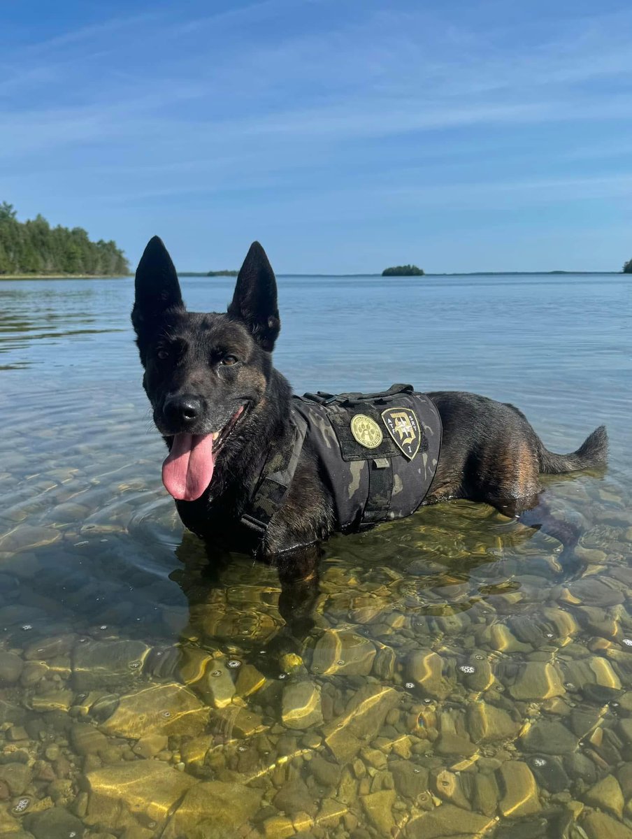Please take a moment to congratulate K-9 Rikki on being promoted to the National Ambassador of Project K-9 Hero, to fill the big paws 🐾 of K-9 Flash, K-9 Axel, and K-9 Yoube.