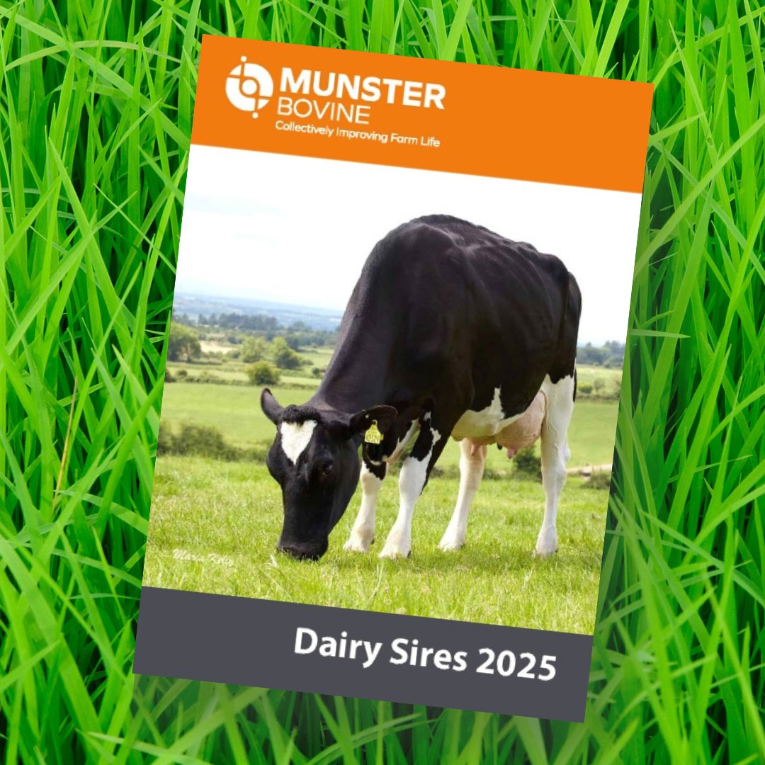Our Dairy Sires 2025 catalogue is available online now! 🎉 An unrivalled offering of the very best dairy and dairy beef genetics available in Ireland for Spring 2025🏆
Contact a member of our sales team in your area or
call 022 43228 to place orders!

munsterbovine.ie/media/qidjybr3…