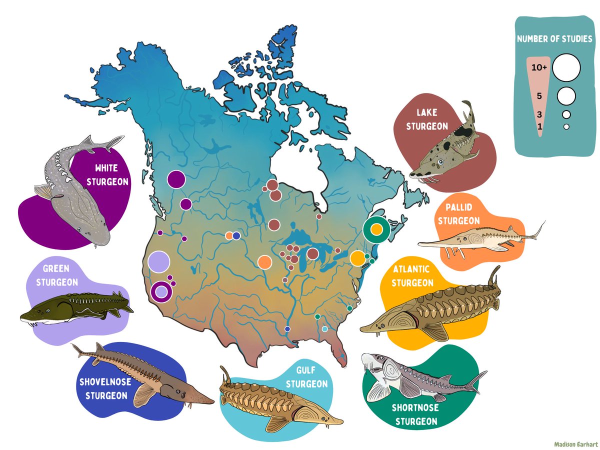 Global Change Biology (@globalchangebio) on Twitter photo NEW RESEARCH
Too Hot to Handle: A Meta-Analytical Review of the Thermal Tolerance and Adaptive Capacity of North American #Sturgeon
📄 buff.ly/49ymsbN
<a href="/AMDichiera/">Angelina Dichiera</a> @MadisonEarhart @wbuggiii <a href="/lab_schulte/">SchulteLab</a> <a href="/VIMS_News/">Virginia Institute of Marine Science</a> <a href="/ZoologyUBC/">UBC Zoology</a>
#climatechange #endagered species NEW RESEARCH
Too Hot to Handle: A Meta-Analytical Review of the Thermal Tolerance and Adaptive Capacity of North American #Sturgeon
📄 buff.ly/49ymsbN
<a href="/AMDichiera/">Angelina Dichiera</a> @MadisonEarhart @wbuggiii <a href="/lab_schulte/">SchulteLab</a> <a href="/VIMS_News/">Virginia Institute of Marine Science</a> <a href="/ZoologyUBC/">UBC Zoology</a>
#climatechange #endagered species
