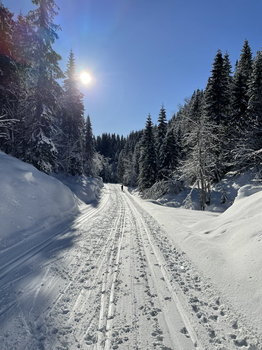 Linnea Lorentzen tweet media