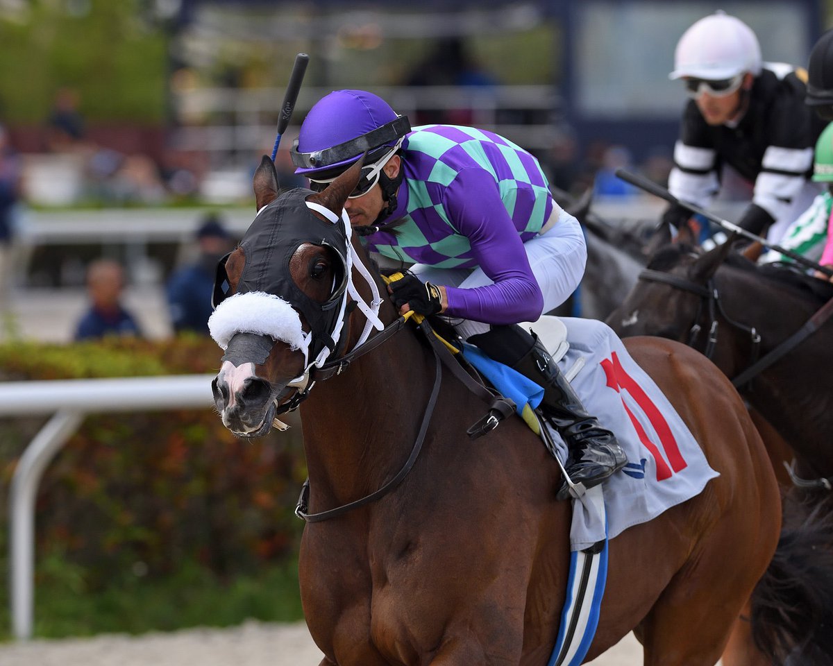 michaelsrwilson's tweet photo. Super excited to watch SARATOGA FLASH in the Gr.2 Fort Lauderdale at @GulfstreamPark for @DDRacingLLC this Saturday!!! 

Claimed for $35k this horse has done nothing but continue to exceed expectations!! https://t.co/ByWWbaOJoO