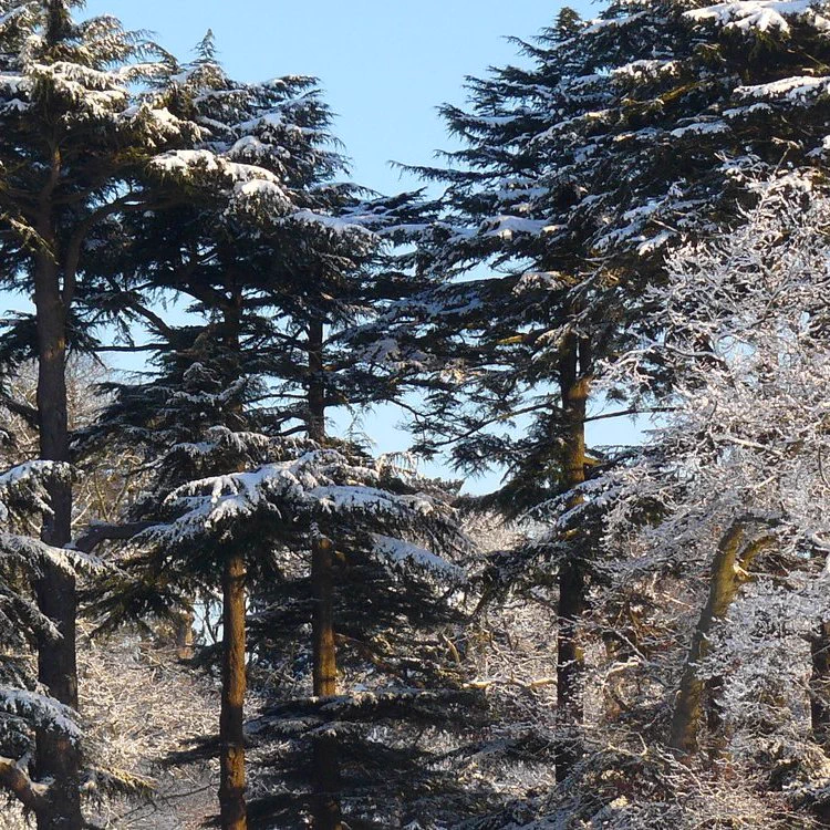 Snow covered trees in a forest.