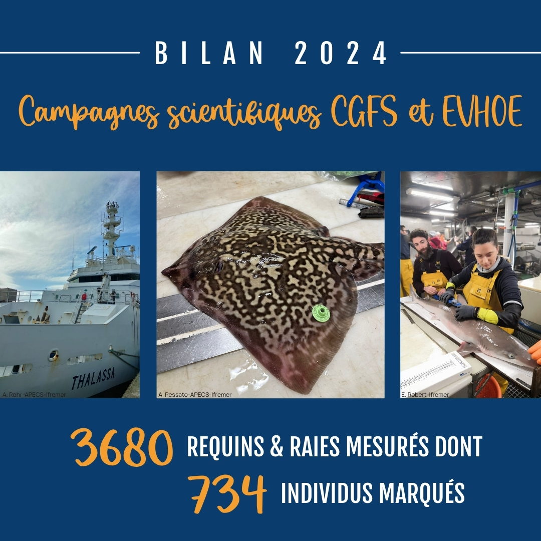 Association APECS tweet media