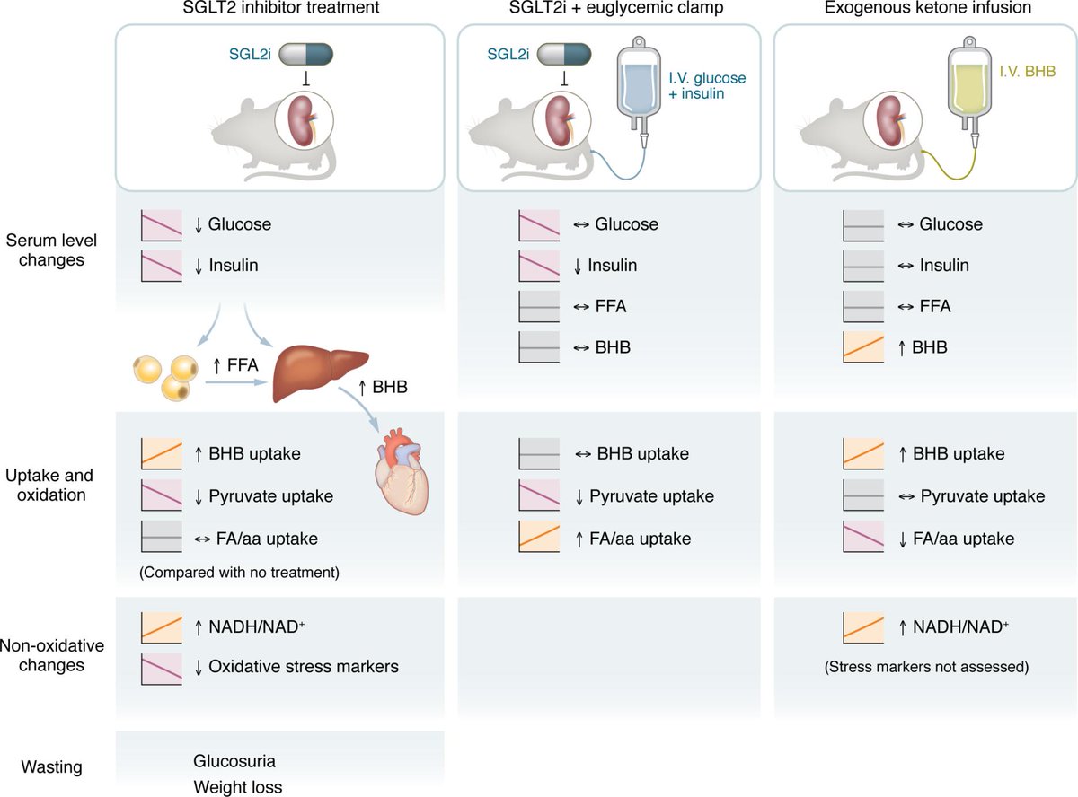 Journal of Clinical Investigation (@jclinicalinvest) on Twitter photo Beyond ketosis: the search for the mechanism underlying SGLT2-inhibitor benefit continues: jci.org/articles/view/ā¦
Justin H. Berger and <a href="/bnfinck/">Brian Finck</a> <a href="/washumedicine/">WashU Medicine</a> comment on Goedeke et al. (jci.org/articles/view/ā¦) Beyond ketosis: the search for the mechanism underlying SGLT2-inhibitor benefit continues: jci.org/articles/view/ā¦
Justin H. Berger and <a href="/bnfinck/">Brian Finck</a> <a href="/washumedicine/">WashU Medicine</a> comment on Goedeke et al. (jci.org/articles/view/ā¦)