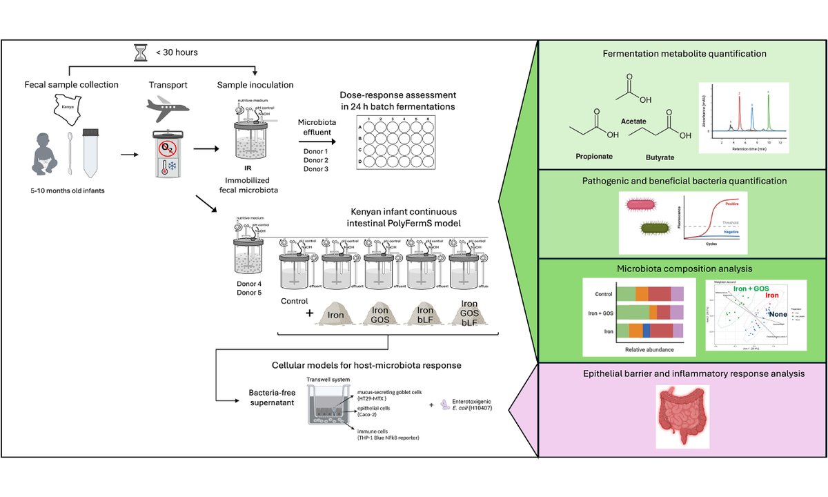 Out of the oven! Galacto-oligosaccharides alone and combined with lactoferrin impact the Kenyan #infantgutmicrobiota and epithelial barrier integrity during iron supplementation in vitro
oaepublish.com/articles/mrr.2…
#Gutmicrobiome #micronutrient  #prebiotic
Welcome to read and share!