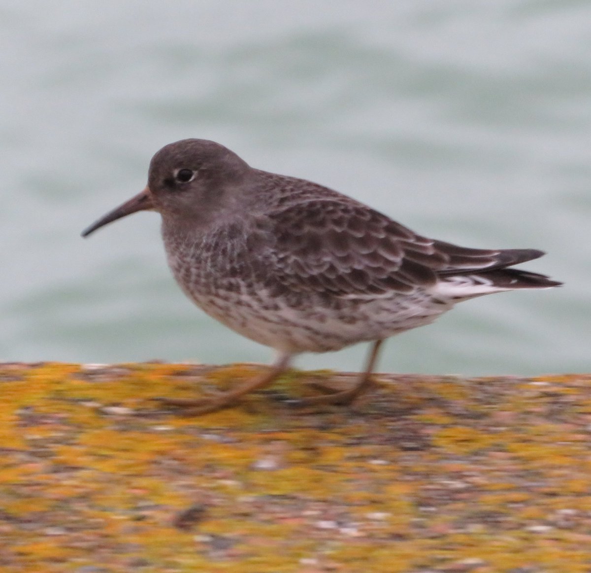 Debbie Alston (@debbie1alston) on Twitter photo Nine Purple sandpipers seen on the eastern marina arm in Newhaven, about an hour before high tide today <a href="/SussexBirding/">Sussex Birding</a> <a href="/SussexOrnitholo/">Sussex Ornithology</a> Nine Purple sandpipers seen on the eastern marina arm in Newhaven, about an hour before high tide today <a href="/SussexBirding/">Sussex Birding</a> <a href="/SussexOrnitholo/">Sussex Ornithology</a>