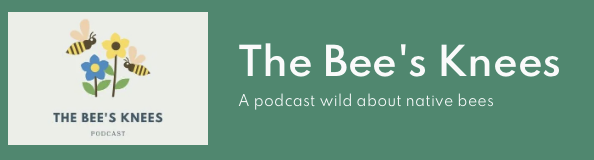 Listen here to the Bee's Knees Podcast: I was invited to talk about the impacts of heat waves on bumblebees in the Episode the 'Scent of Survival' 
thebeesknees.website/bumblebees-hea…
