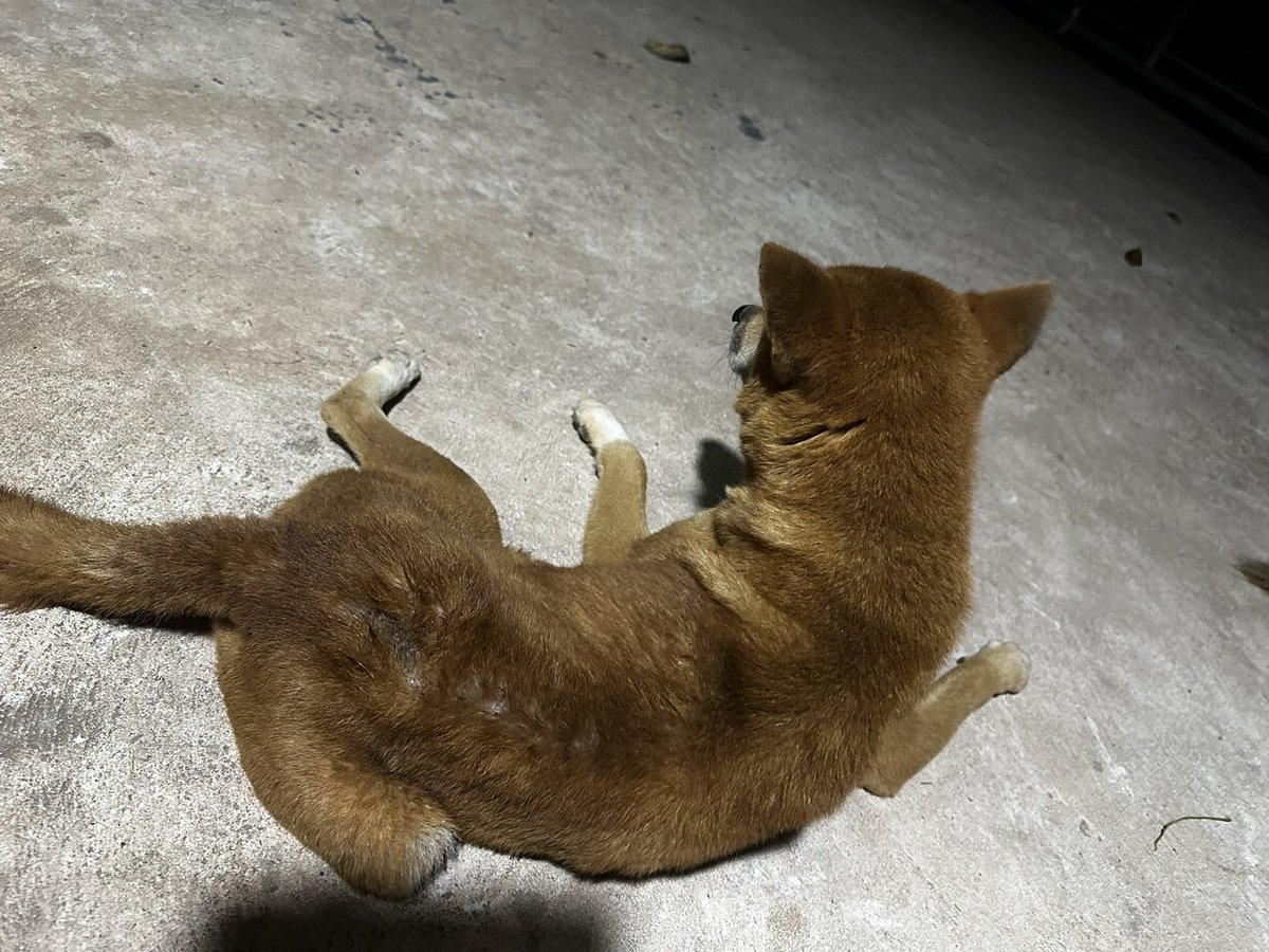 ฟ้า tweet media